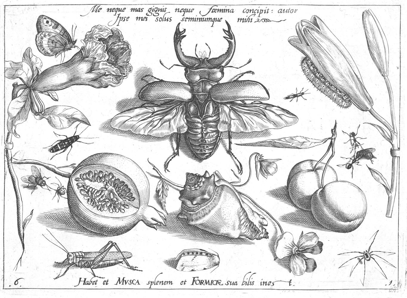 Jacob Hoefnagel naar Joris Hoefnagel, Dieren, planten en vruchten rond een olifantkever (1592), Museum Plantin-Moretus, Antwerpen