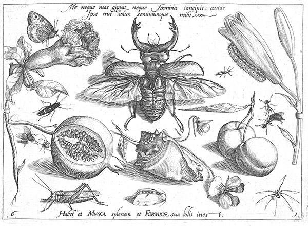Jacob Hoefnagel naar Joris Hoefnagel, Dieren, planten en vruchten rond een olifantkever (1592), Museum Plantin-Moretus, Antwerpen