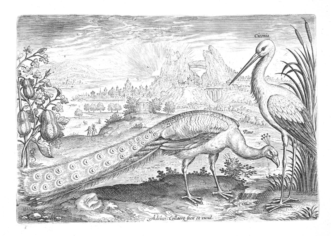Adriaen Collaert, Pauw en ooievaar uit de reeks Avium vivae icones (1600), Museum Plantin-Moretus, Antwerpen
