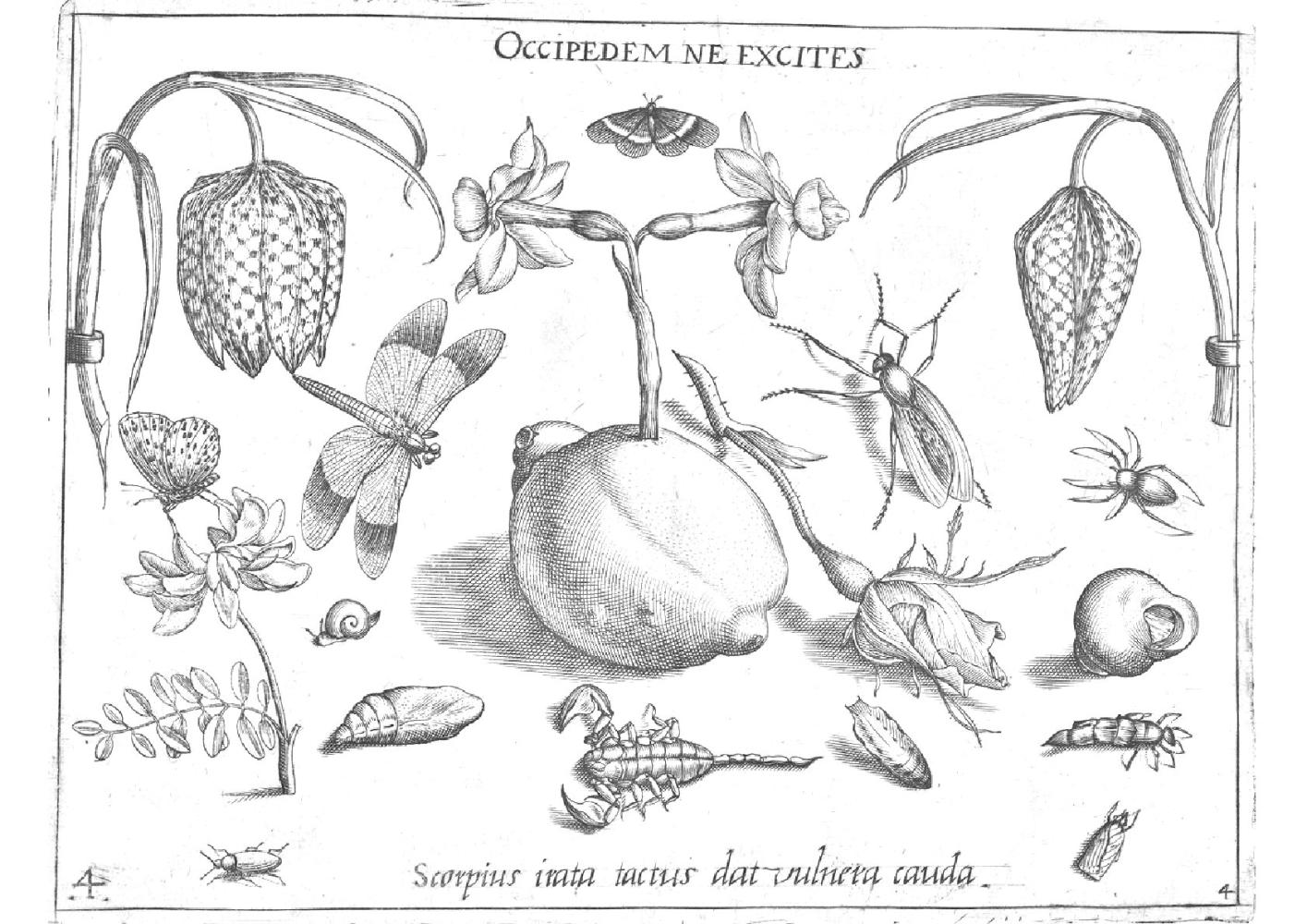 Jacob Hoefnagel naar Joris Hoefnagel, Dieren, planten en vruchten rond een paasbloem (1592), Museum Plantin-Moretus, Antwerpen