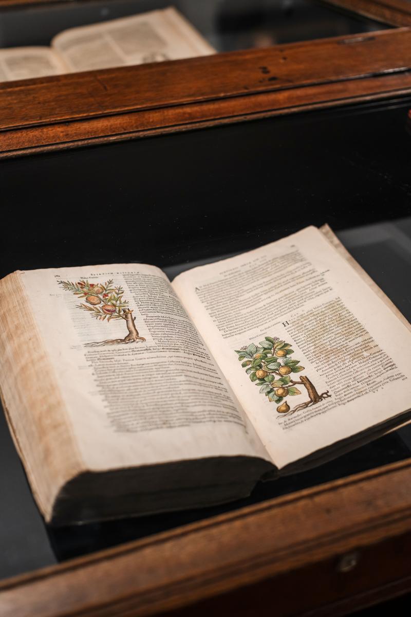 Illustrated flowers of nature - Rembert Dodoens