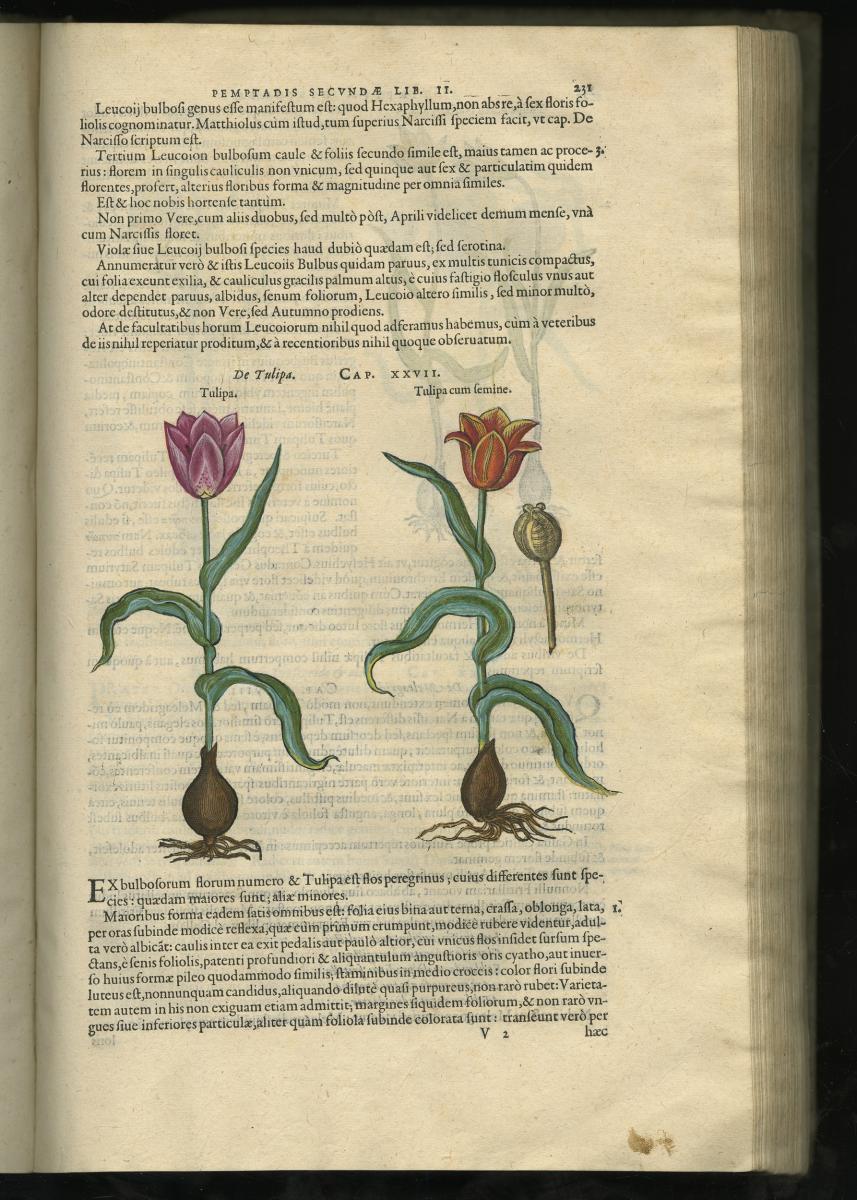 Rembert Dodoens, Stirpium historiae pemptades sex (Antwerpen: Christoffel Plantijn, c. 1583) Museum Plantin-Moretus, Antwerpen