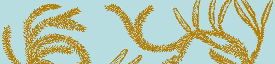 Planten van Plantijn